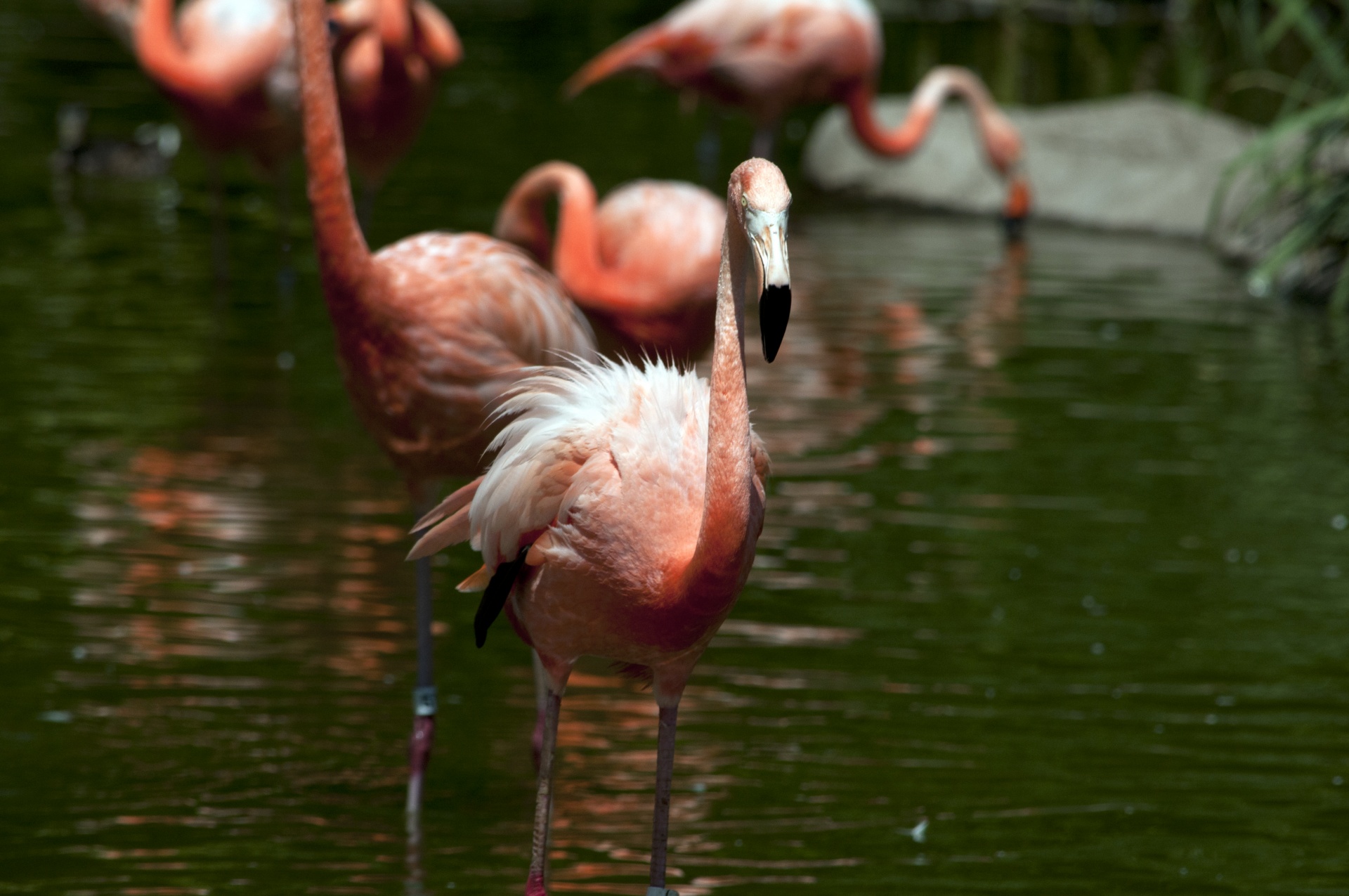 flamingo flamingos pink birds free photo