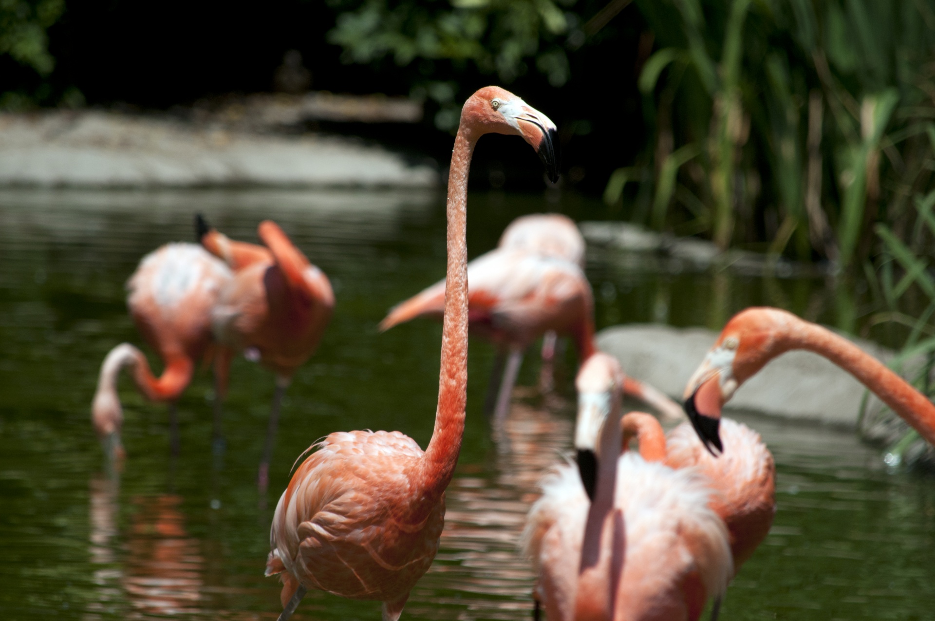 flamingo flamingos pink birds free photo
