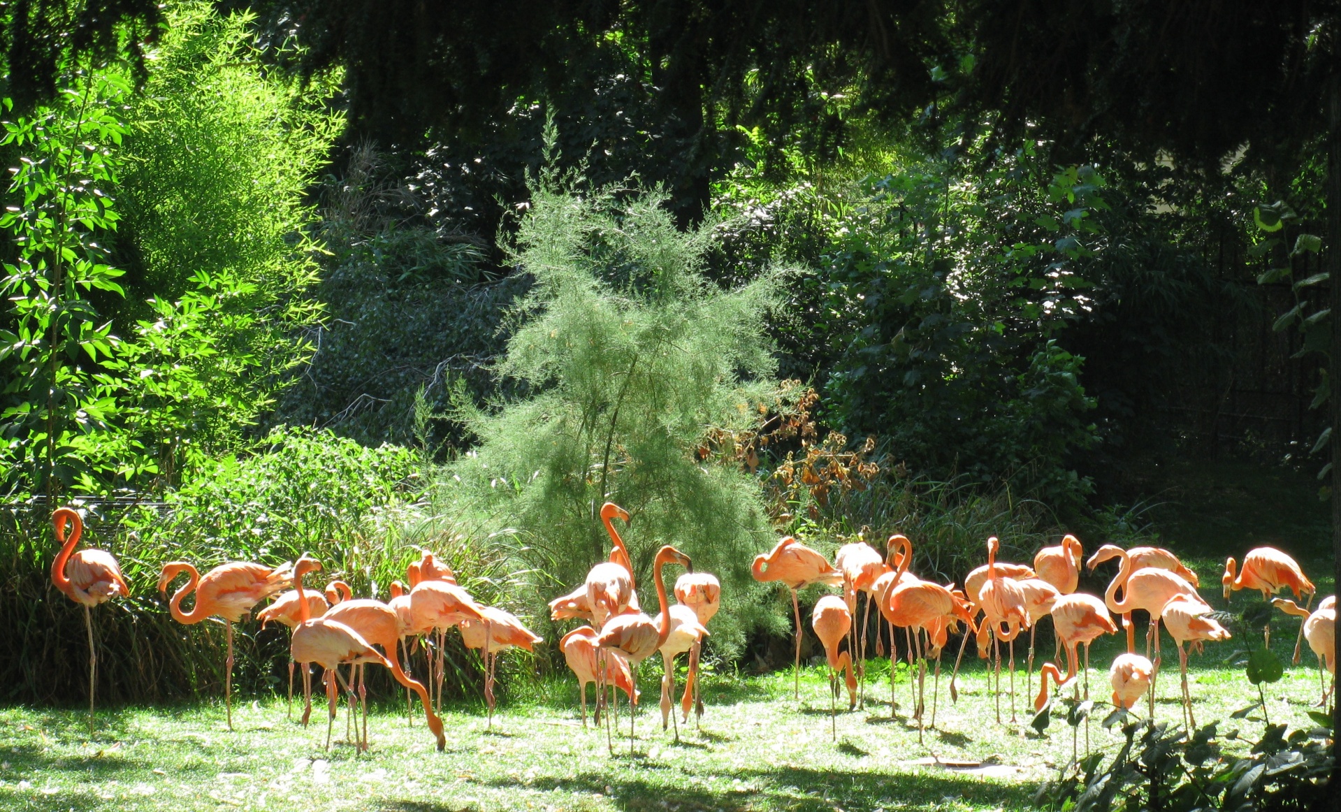 flamingos pink standing free photo