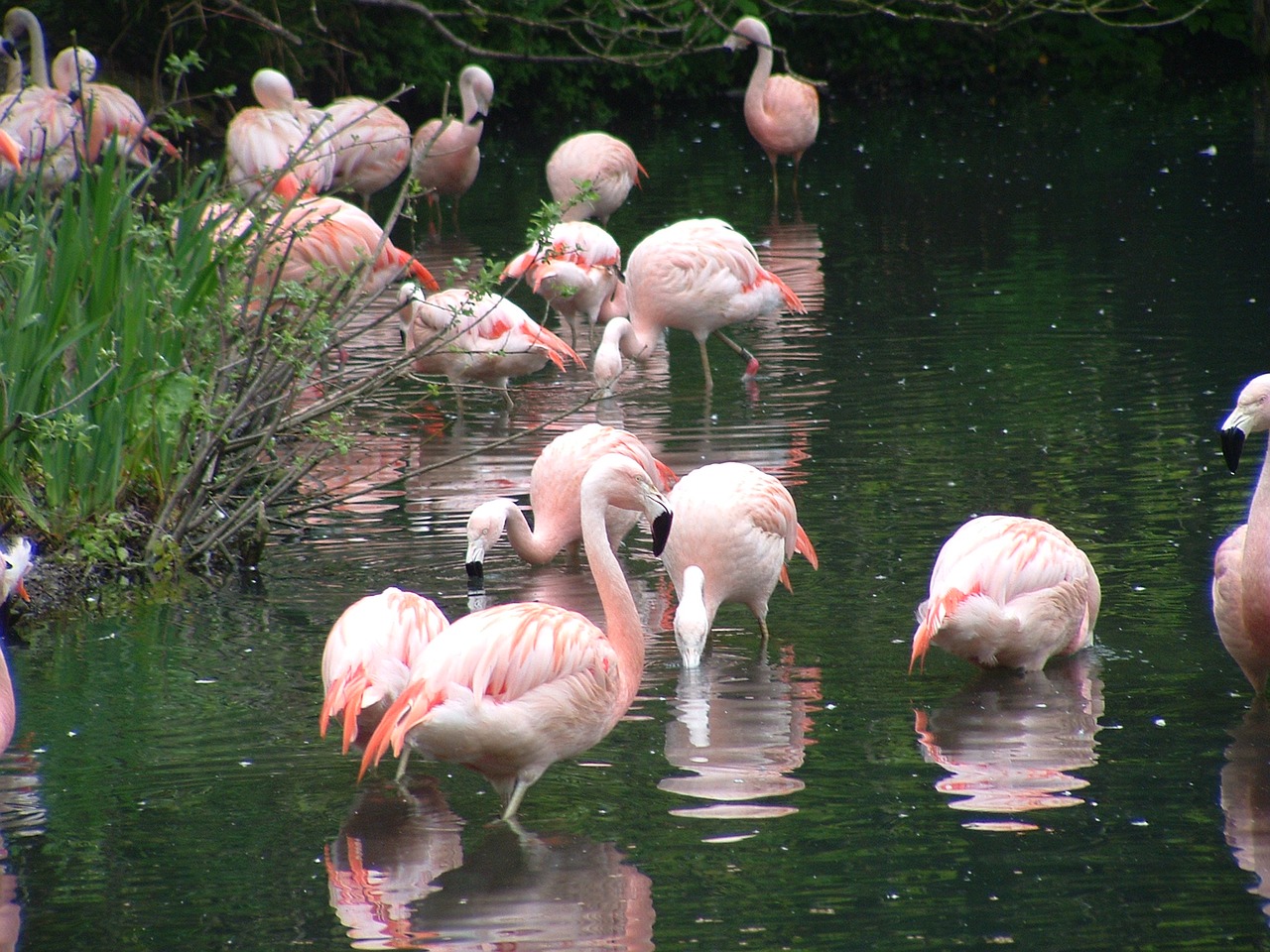 flamingos zoo dublin zoo free photo