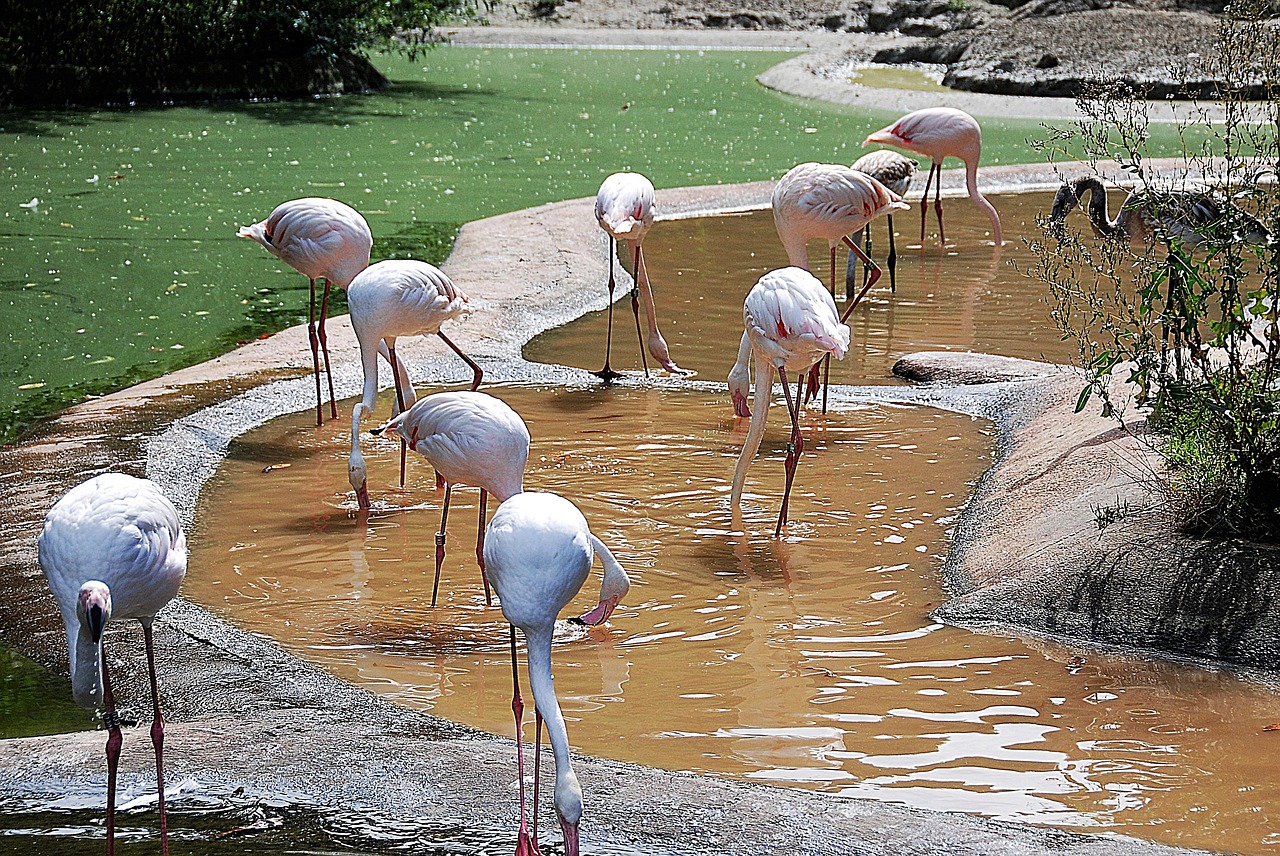 flamingos group zoo free photo