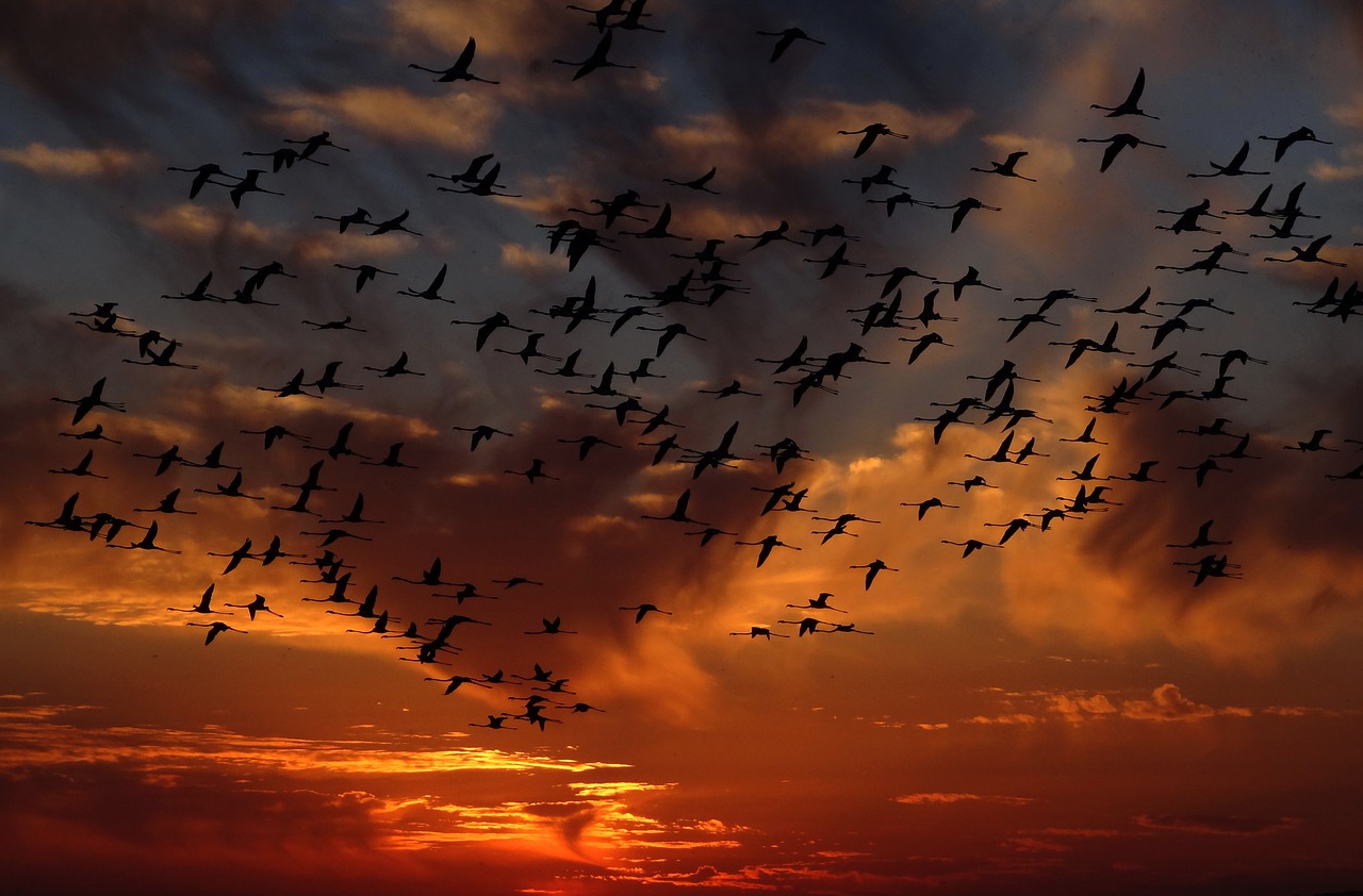 flamingos swarm birds free photo