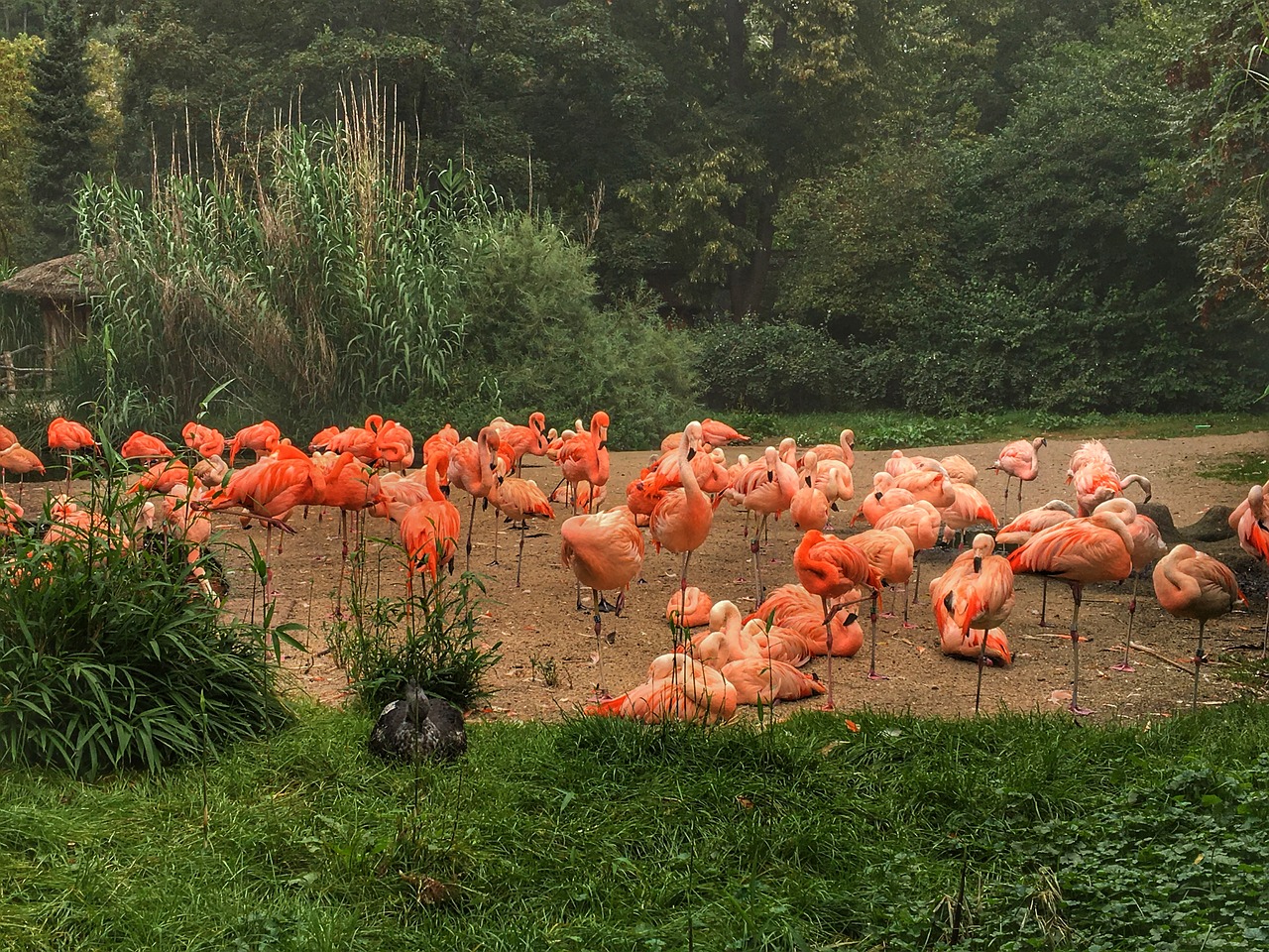 flamingos deer nature free photo