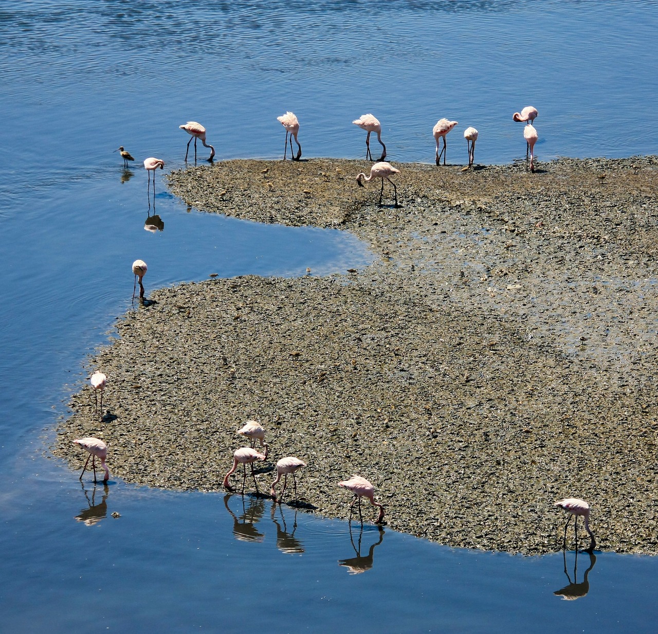 flamingos water blue free photo