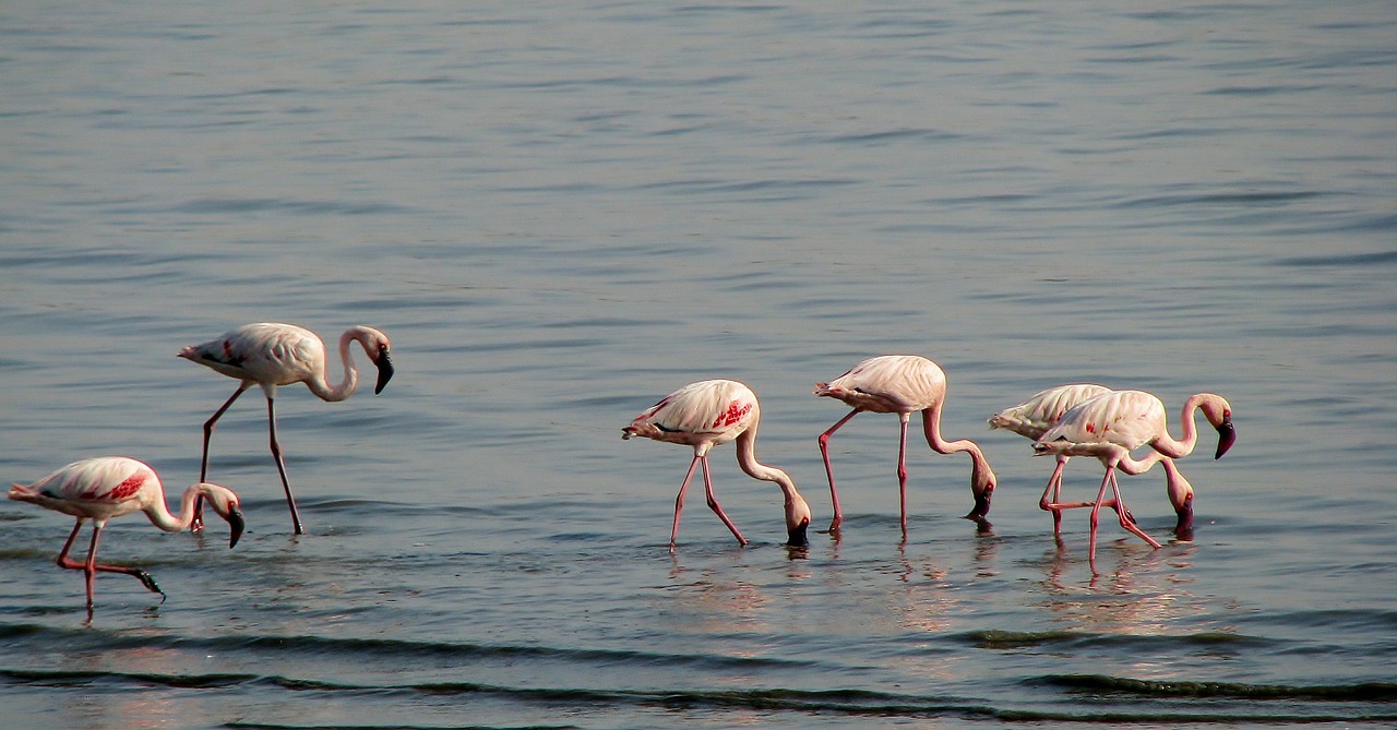 flamingos birds avian free photo