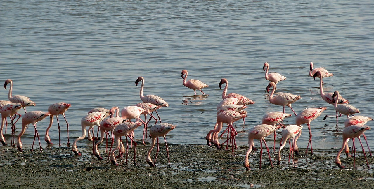 flamingos lesser flock free photo