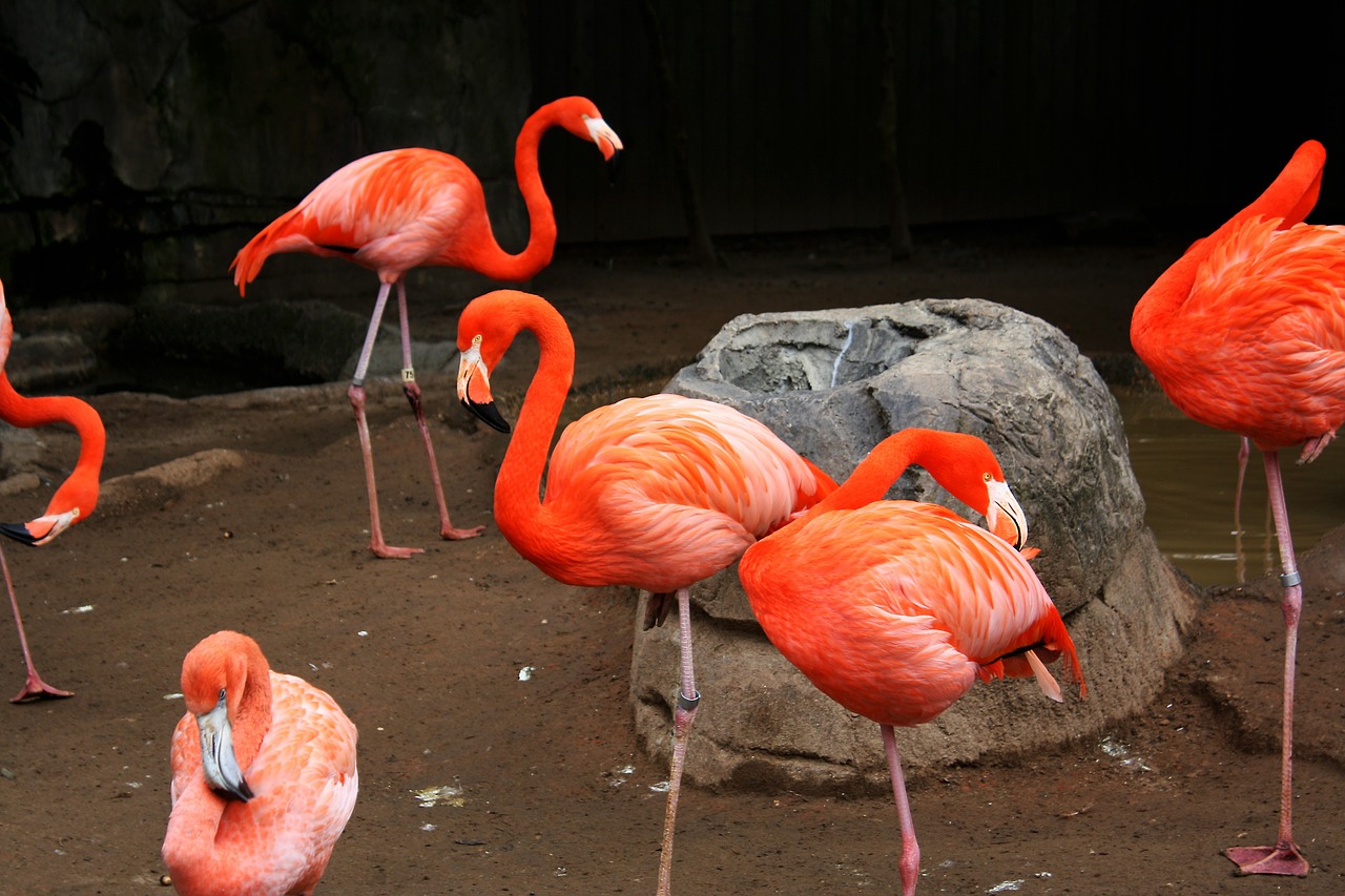 flamingos bird fly free photo