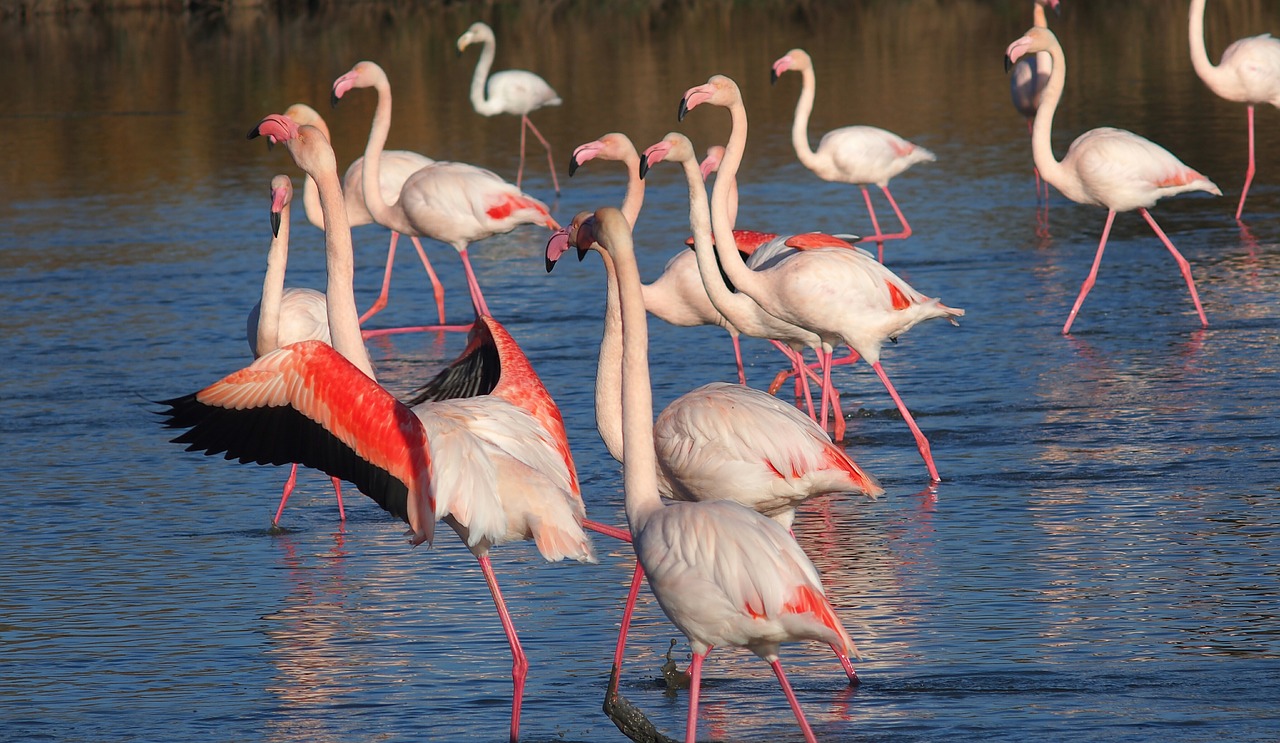 flamingos nature animals free photo