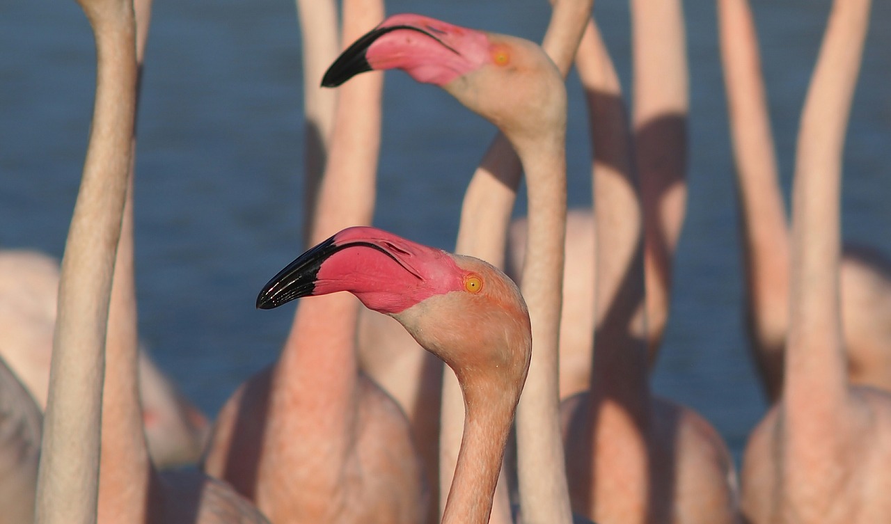 flamingos birds nature free photo