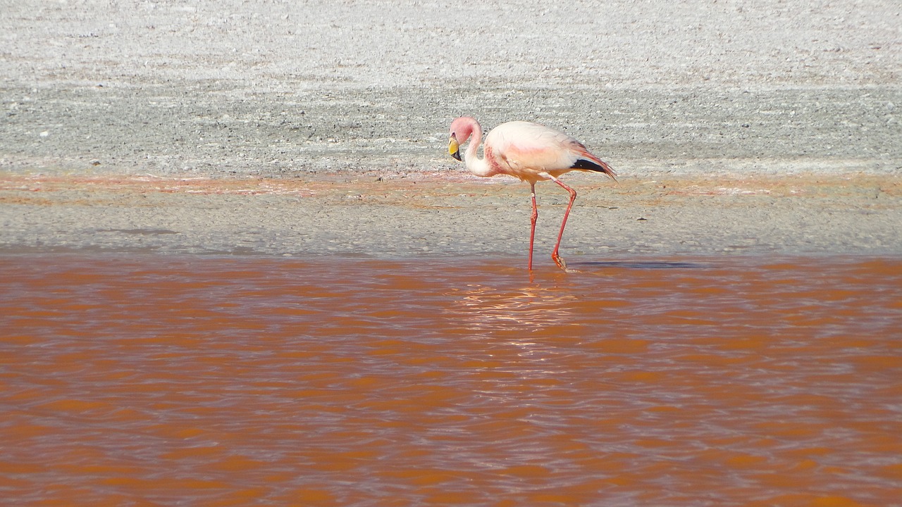flamingos bolivia uyuni free photo