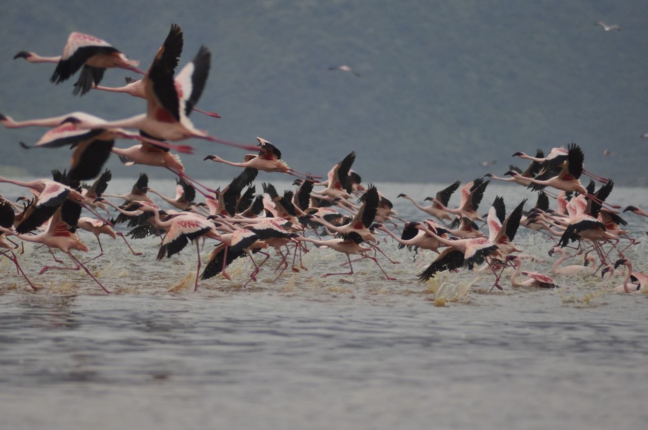 flamingos flying flight free photo