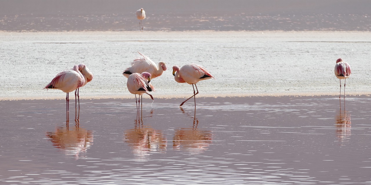 flamingos lagoon bolivia free photo