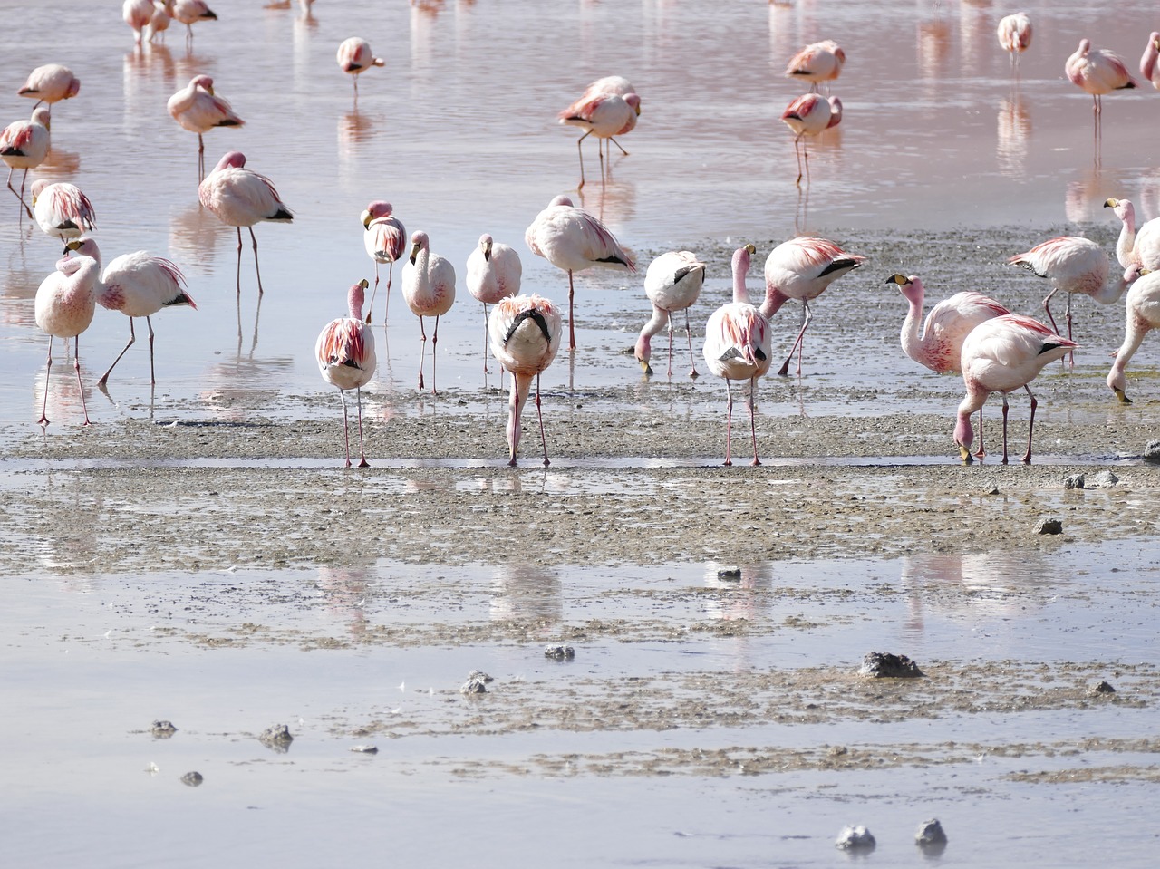 flamingos lagoon bolivia free photo