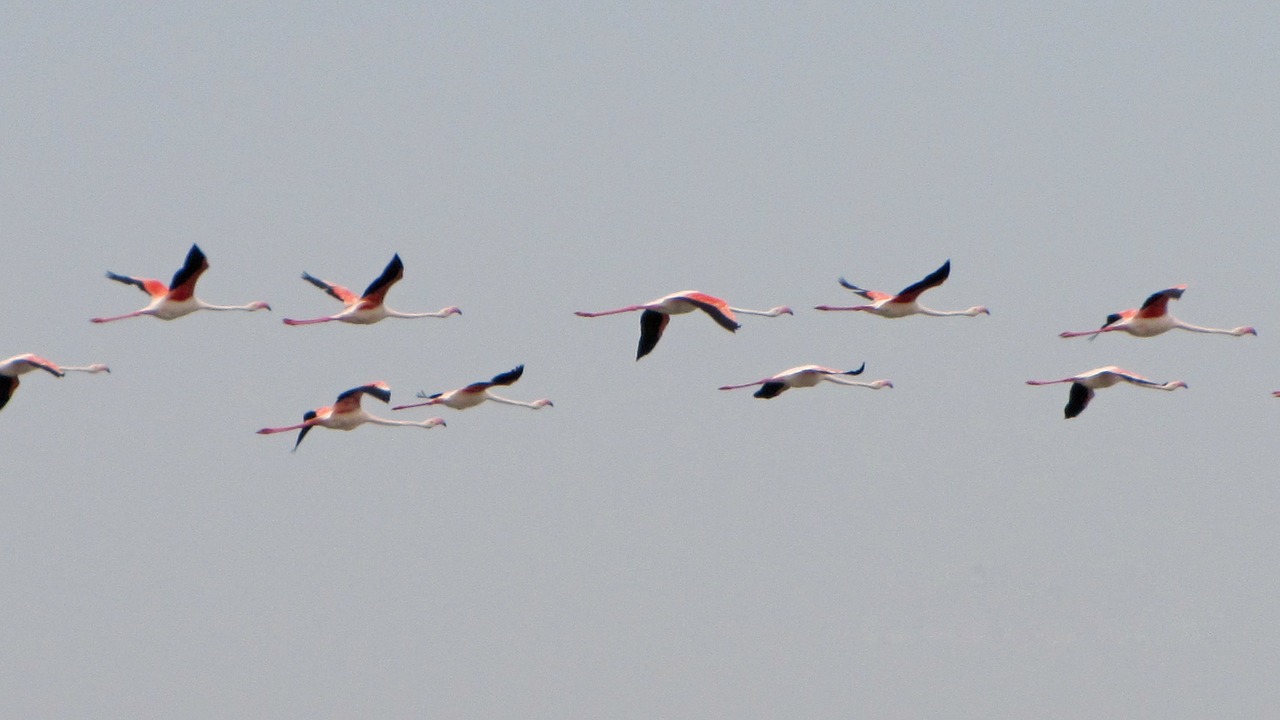 flamingos pink flamingo flamingo free photo