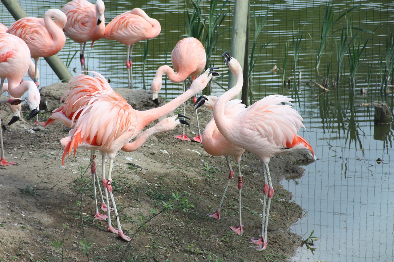 flamingos czerwonaki czerwonakowate free photo