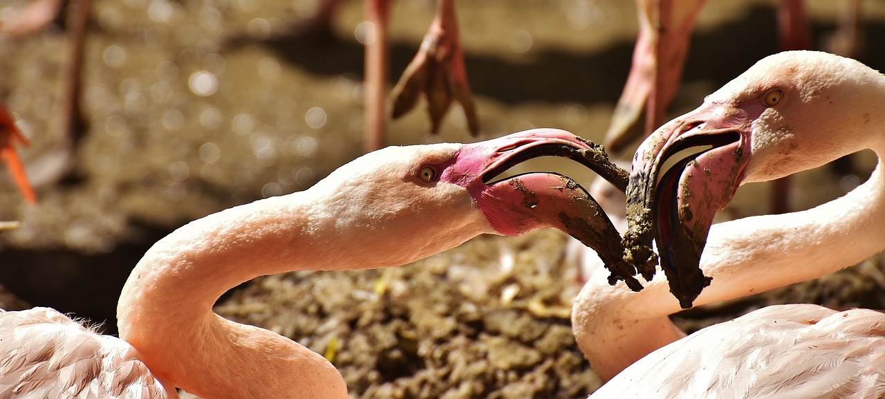 flamingos birds water bird free photo