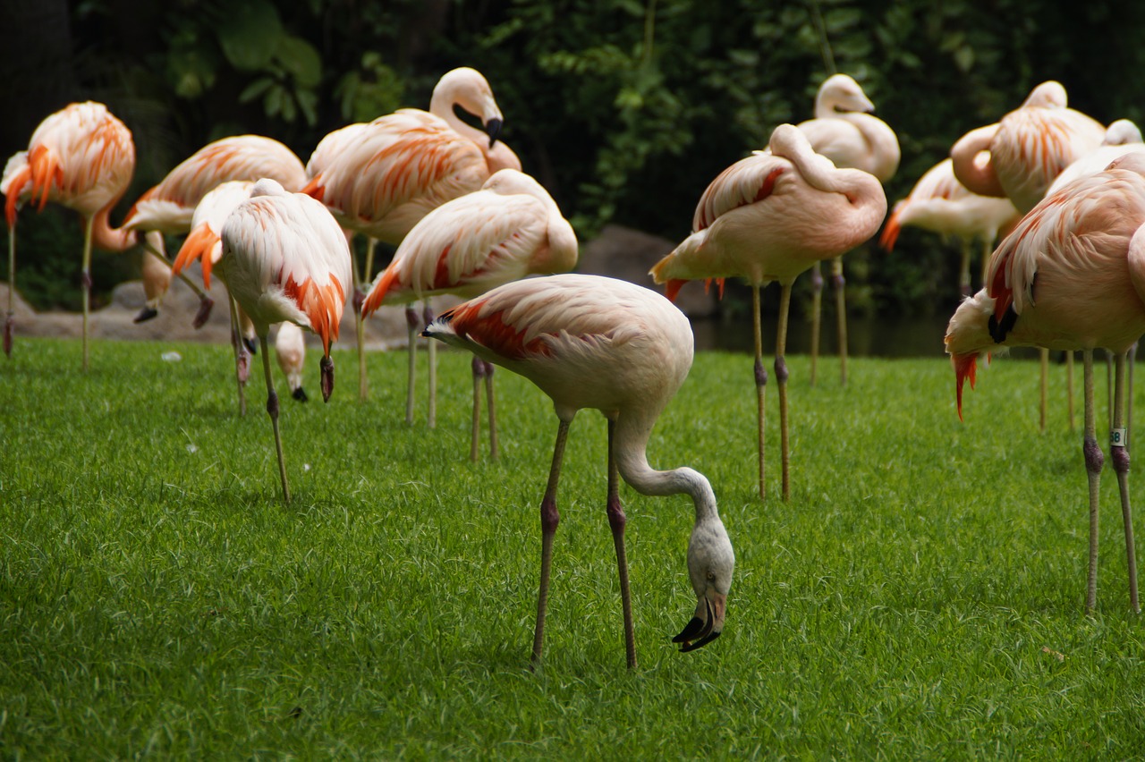 flamingos pink flamingos birds free photo