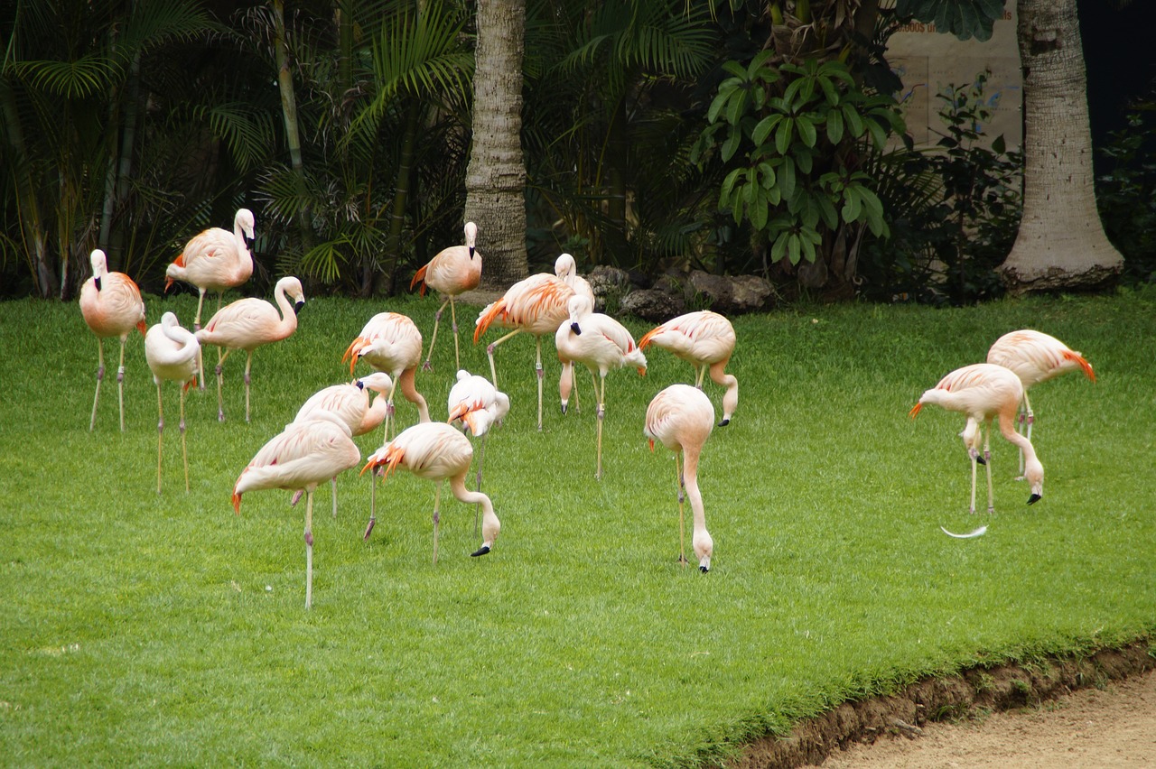 flamingos pink flamingos birds free photo