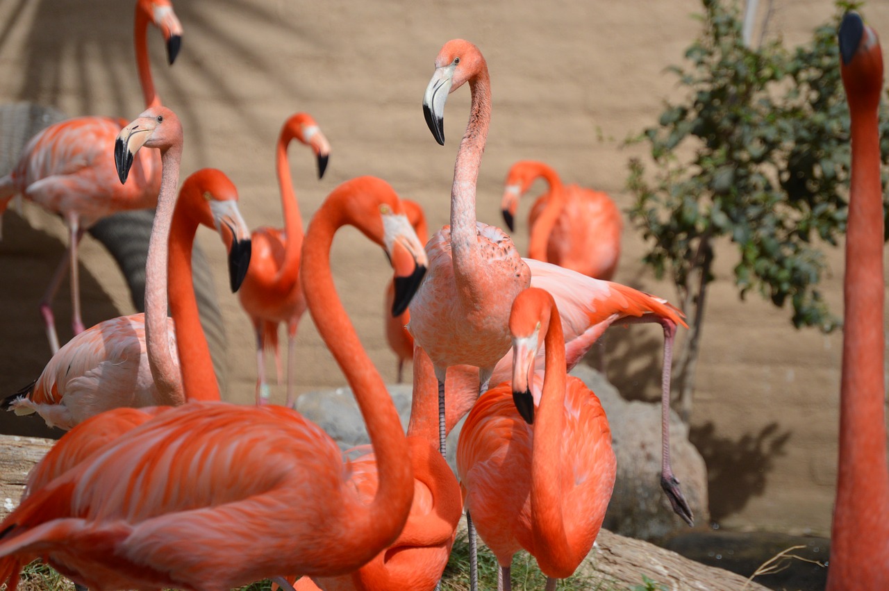 flamingos zoo animal free photo