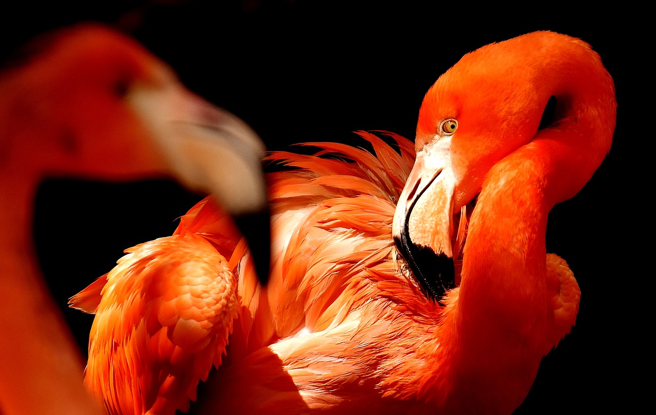 flamingos birds water bird free photo