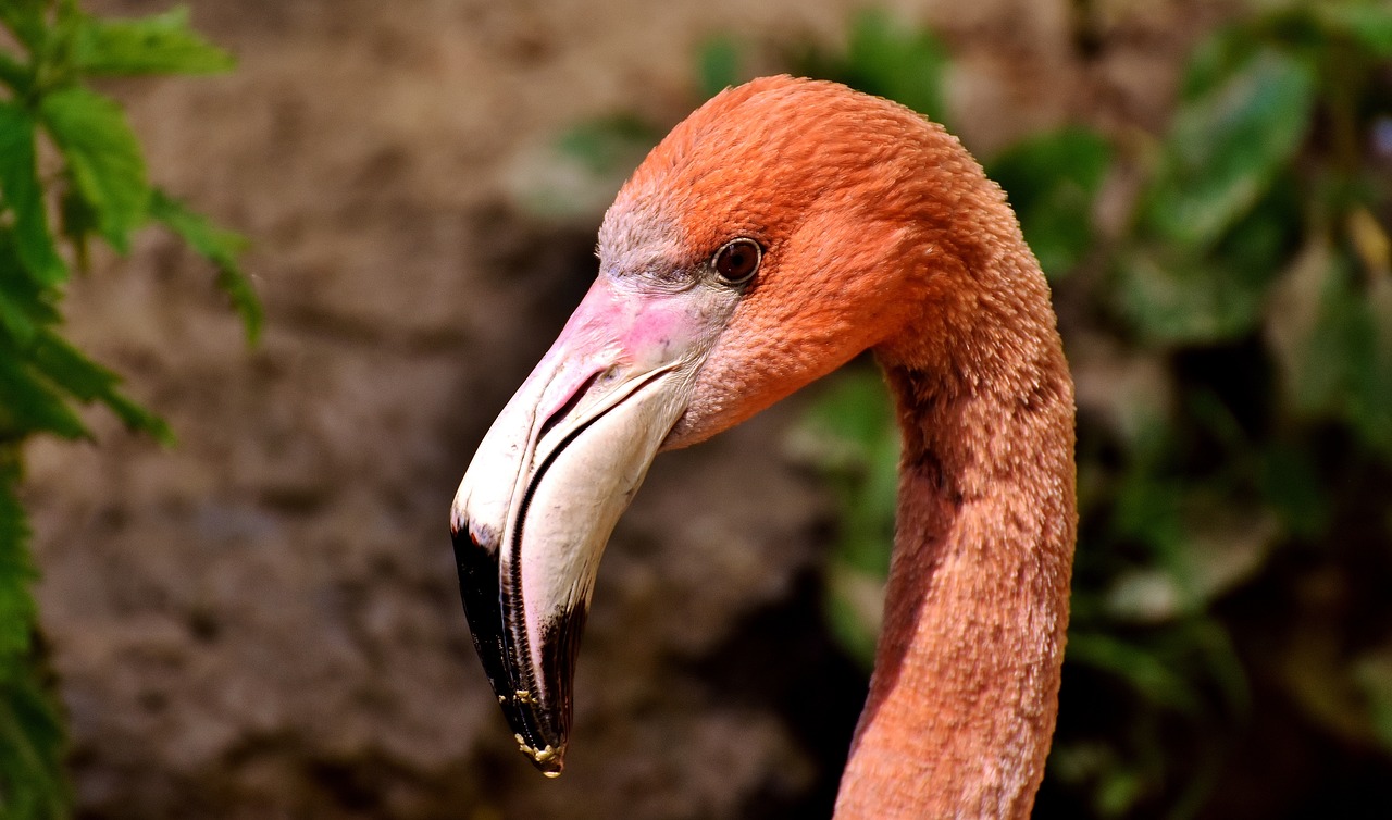 flamingos birds water bird free photo