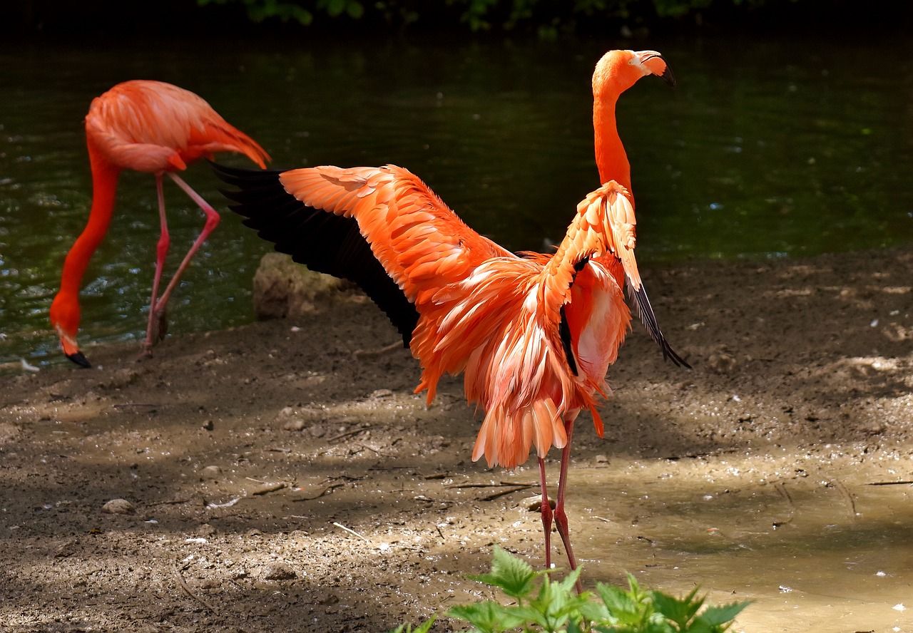 flamingos birds water bird free photo