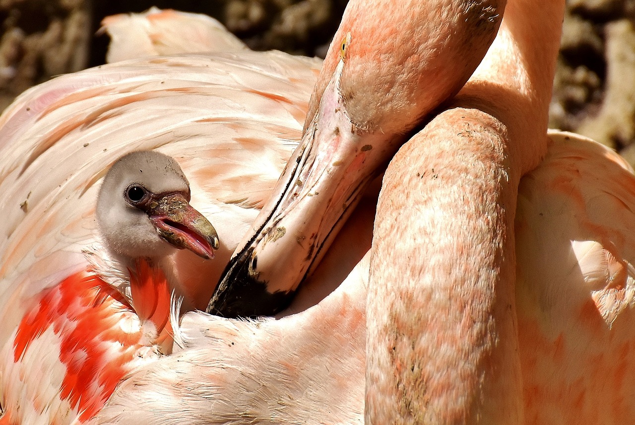 flamingos chicks cute free photo