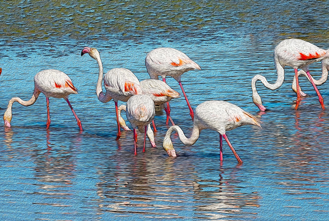 flamingos poster animals free photo