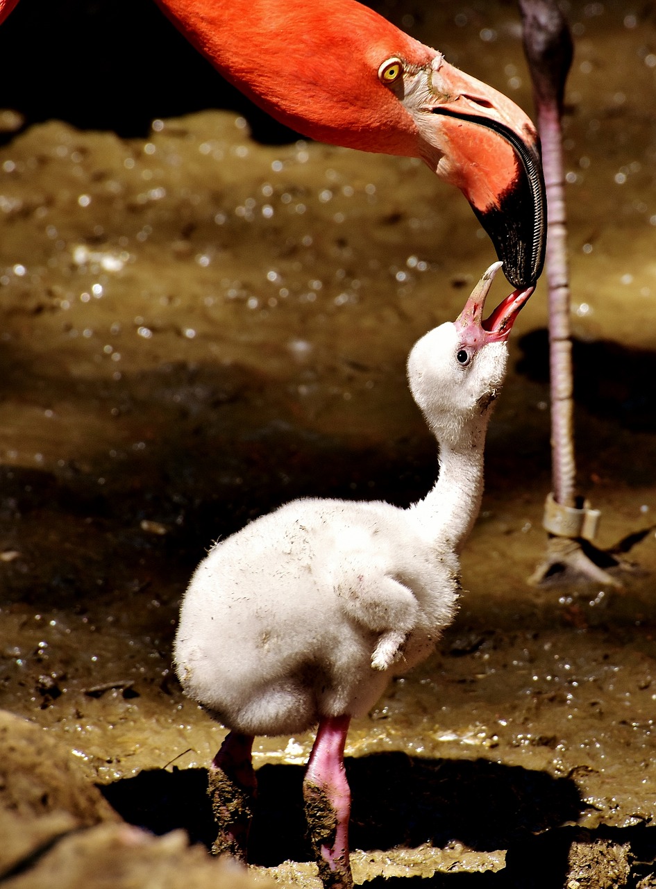flamingos chicks cute free photo
