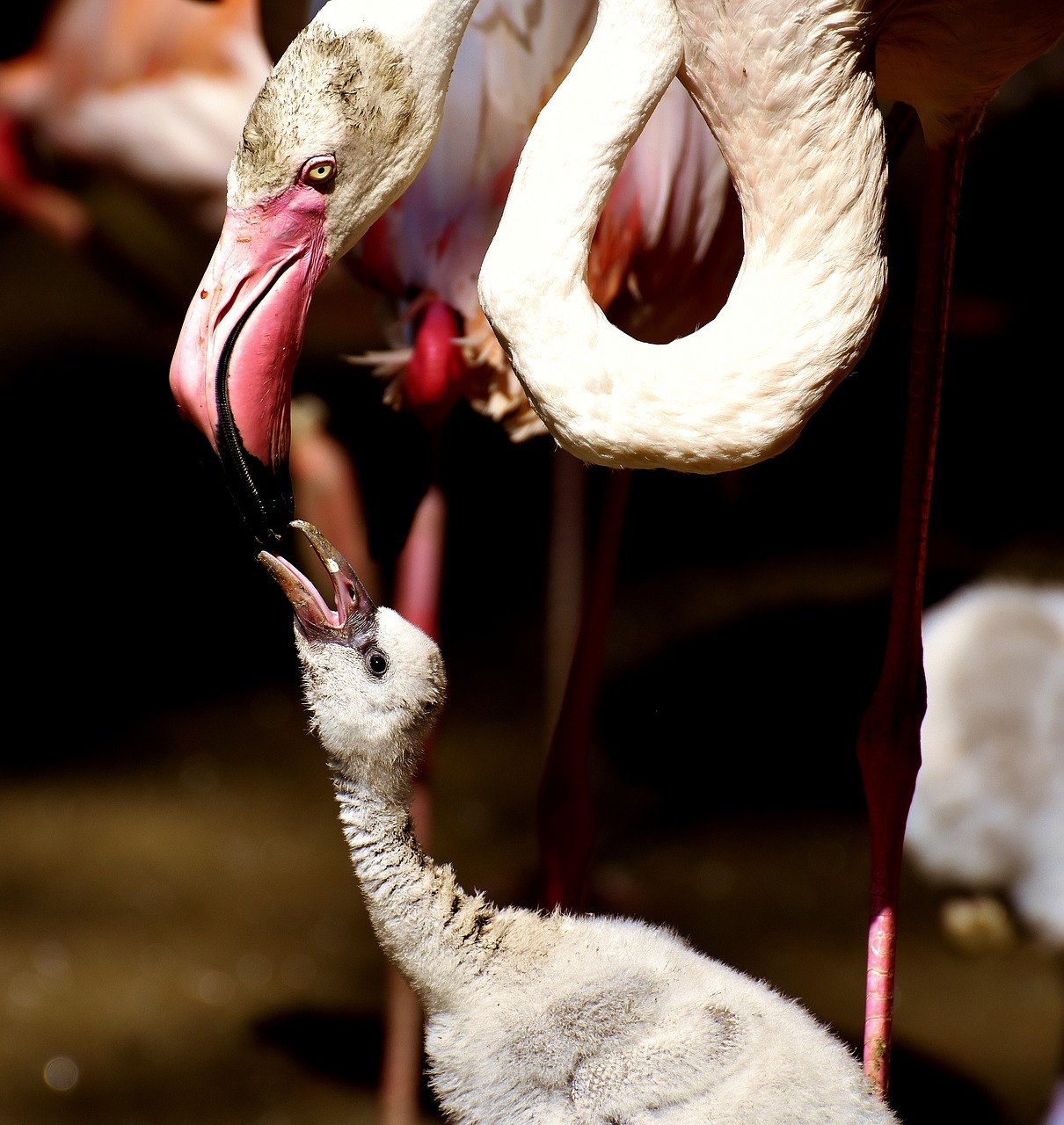 flamingos chicks cute free photo