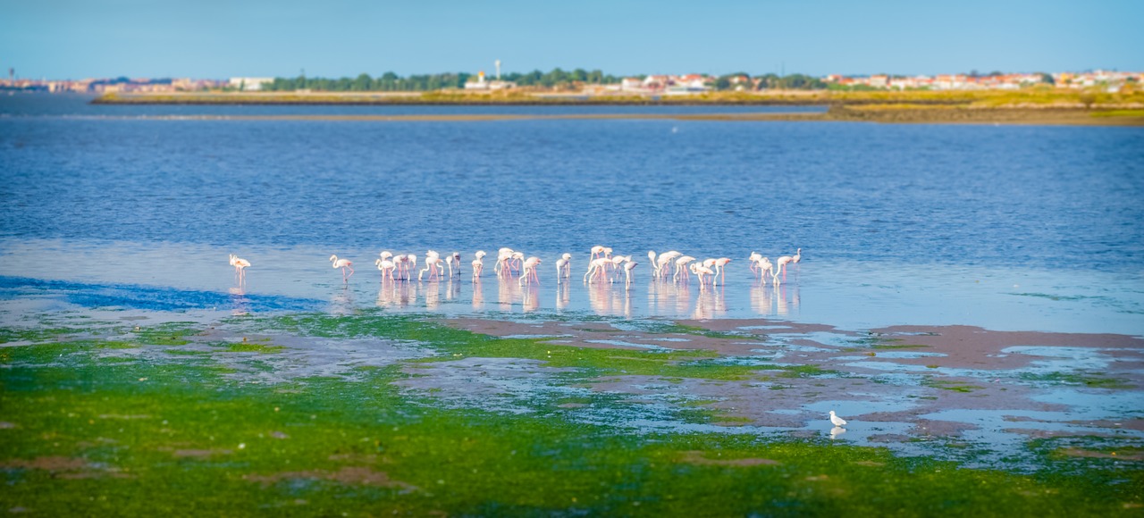flamingos baixa da banheira portugal free photo