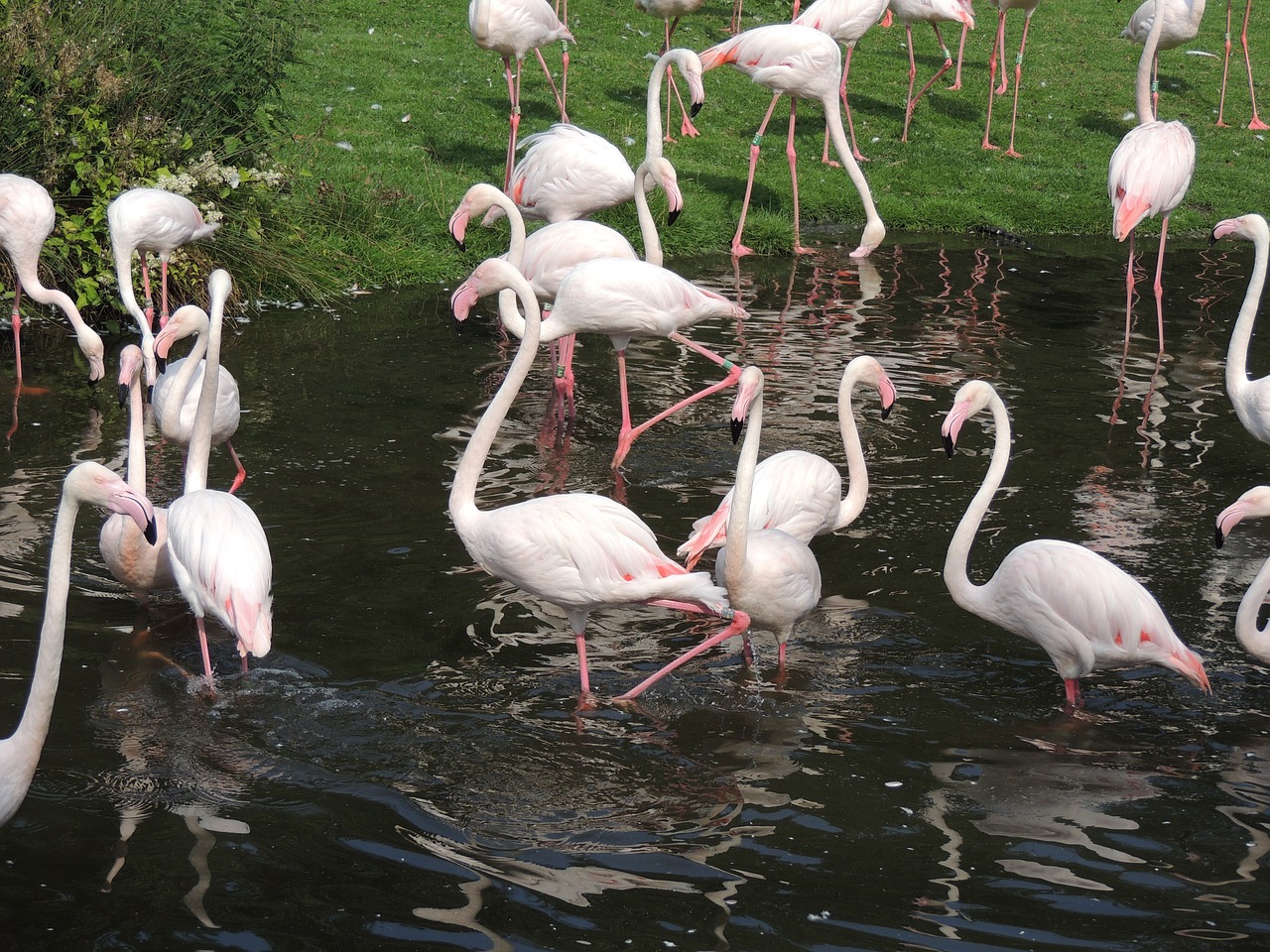 flamingos animal flamingo free photo