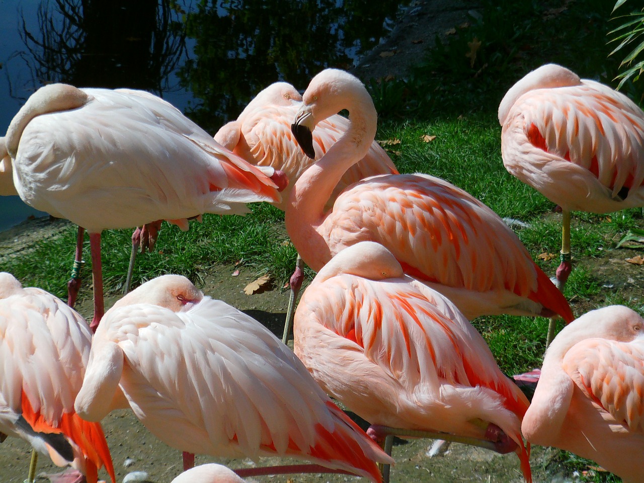 flamingos birds pink free photo