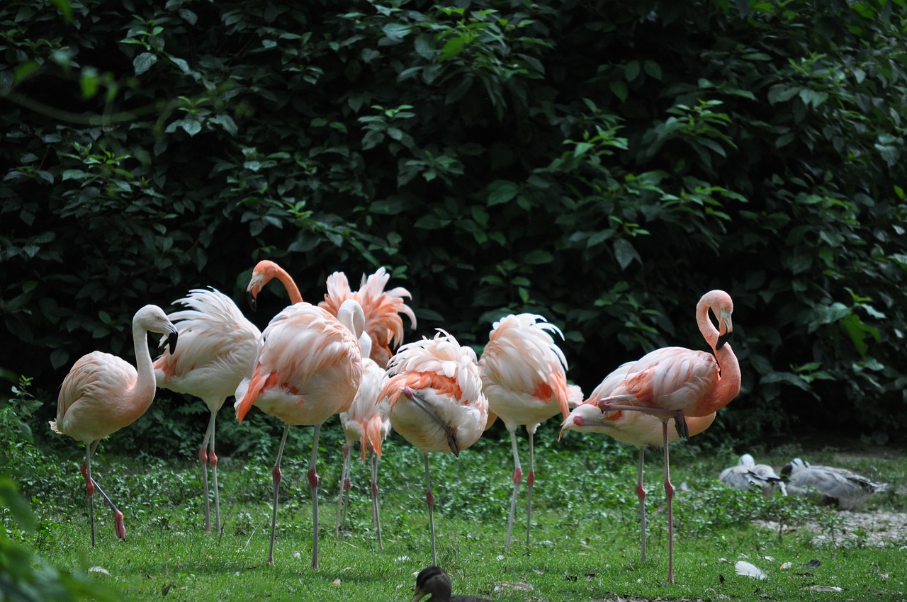 flamingos zoo pink free photo