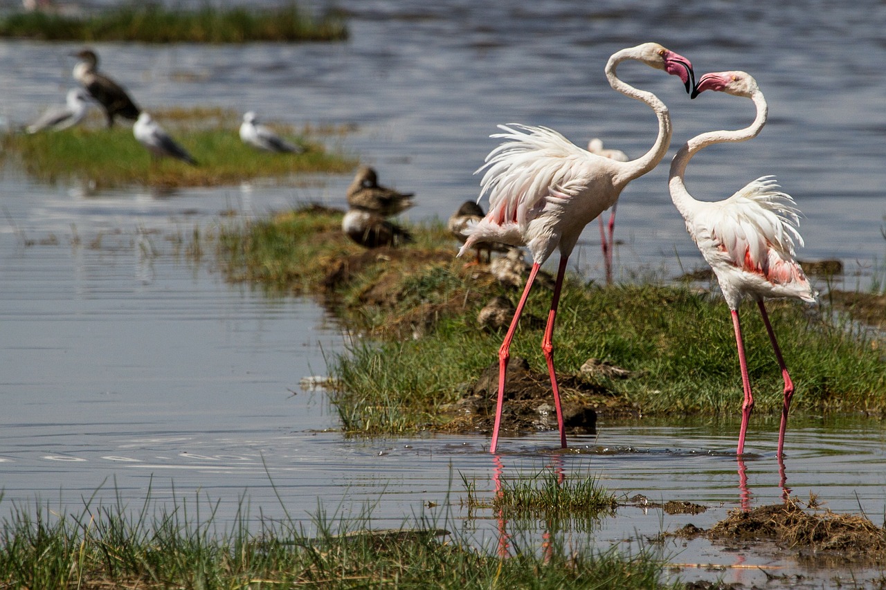 flamingos birds water bird free photo