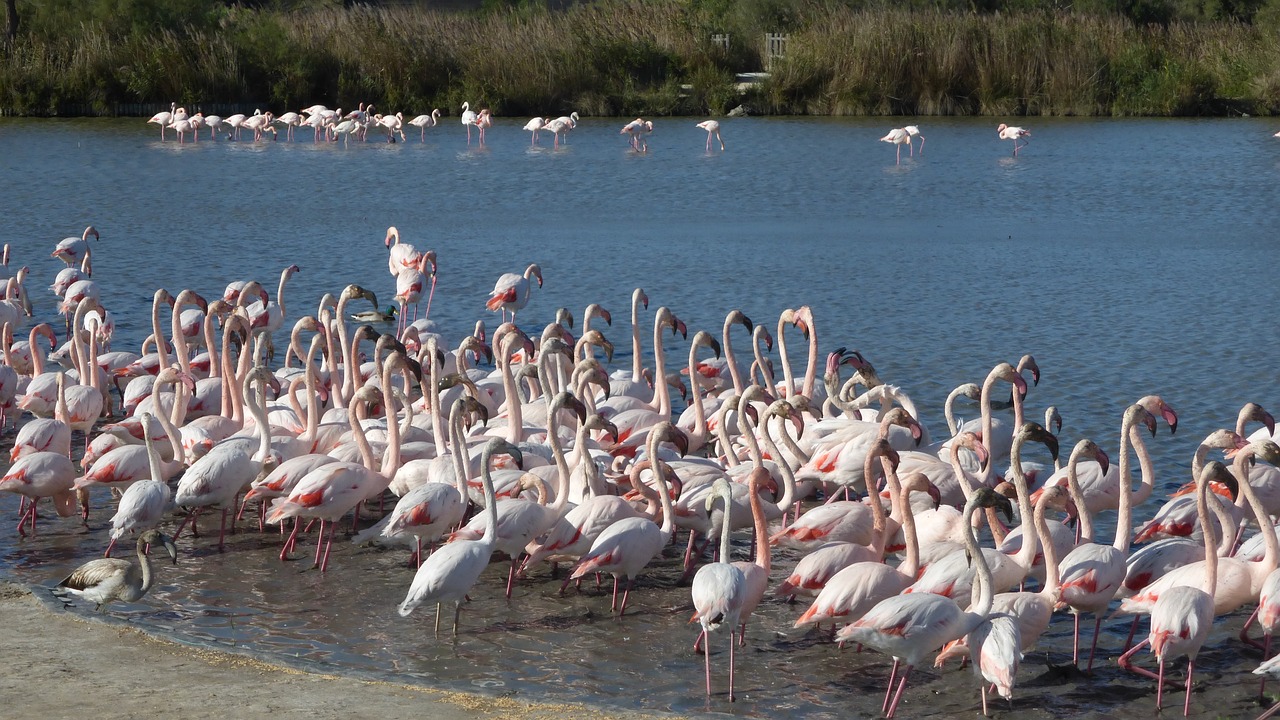 flamingos camargue bird park free photo