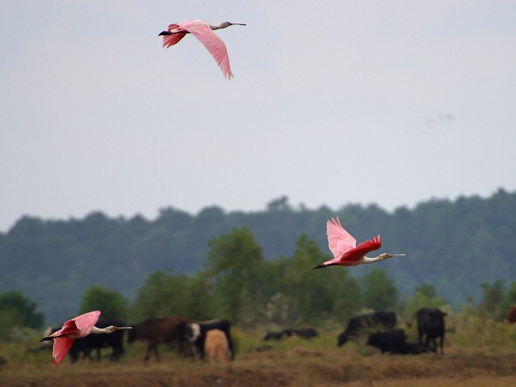 flamingos flight fly free photo