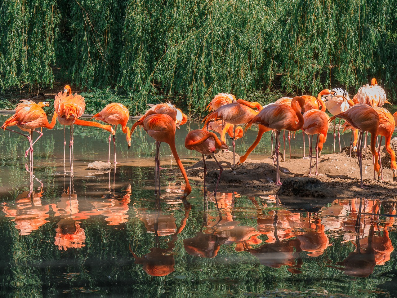 flamingos  birds  group of animals free photo