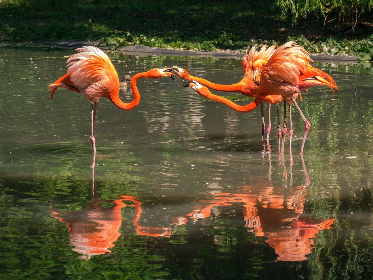 flamingos  waterfowl  animals free photo