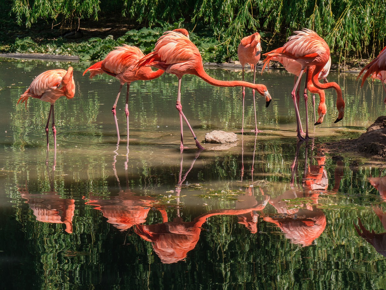 flamingos  birds  animals free photo