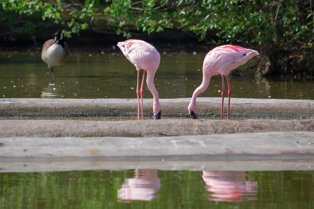flamingos  pink  pink flamingos free photo