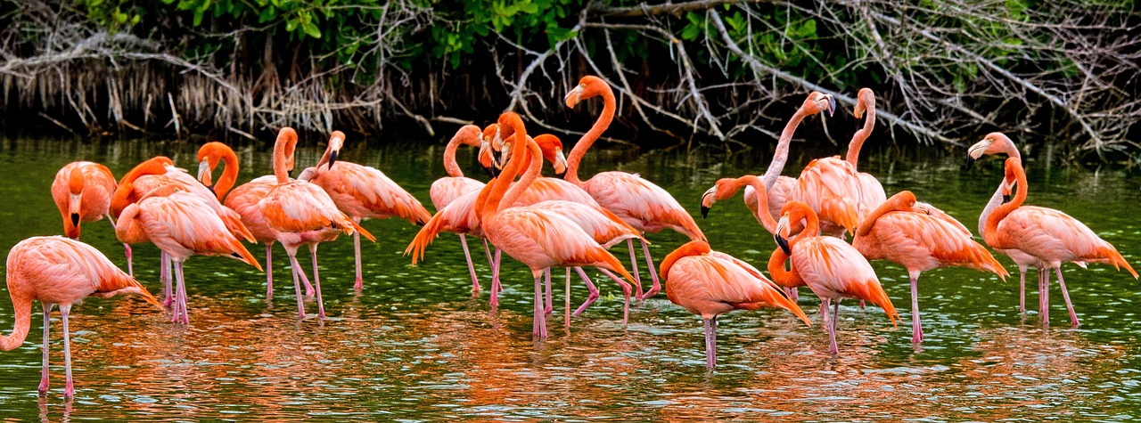 flamingos  cuba  pink free photo