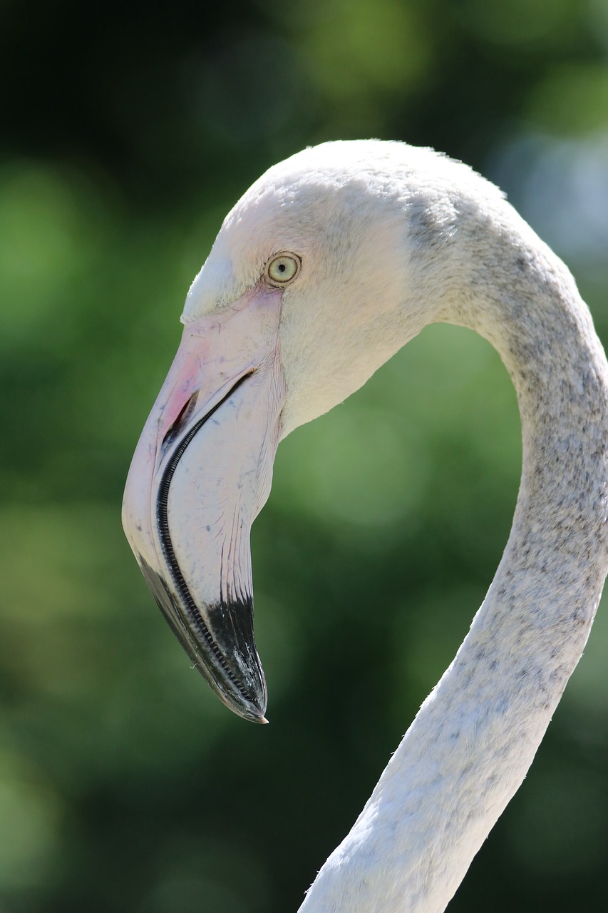 flamingos  bird  nature free photo