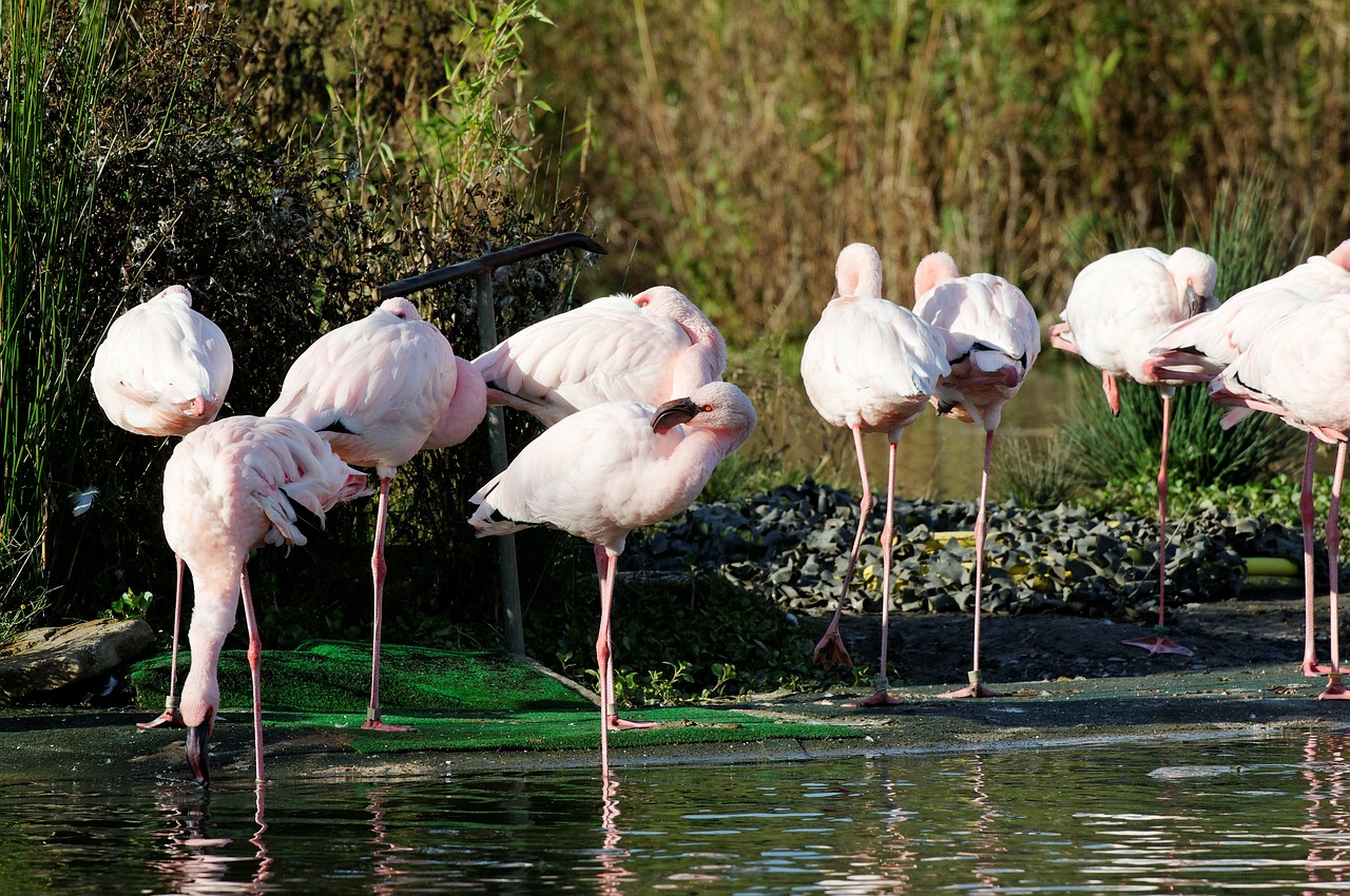 flamingos pink water free photo