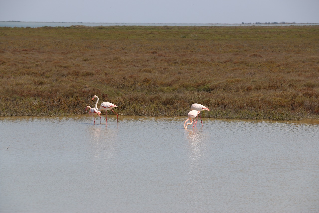flamingos birds nature free photo