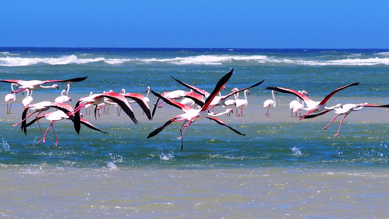 flamingos  sea  beach free photo