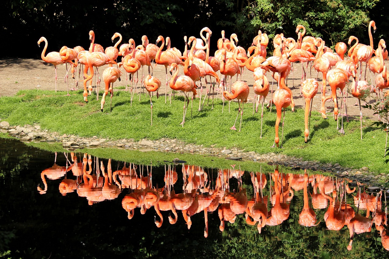 flamingos  cuba flamingos  color free photo