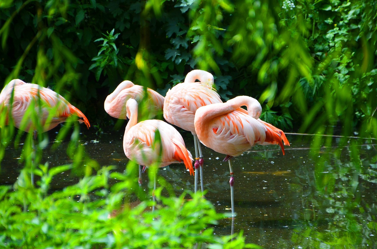 flamingos animals water free photo