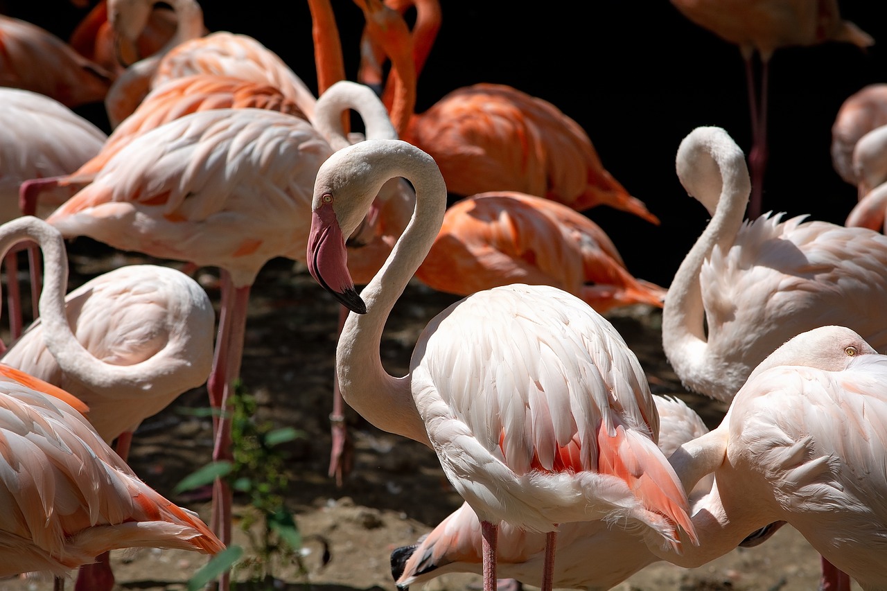 flamingos  bird  salmon free photo