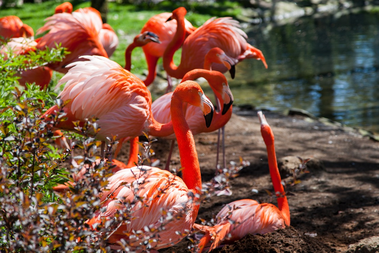 flamingos  animal  pink free photo